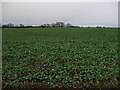 Turnips & Trees in DL8 1PF