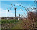 Telecom Masts near Benson in Benson & Crowmarsh Ward