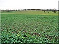 Crop field, south of Old Quarry Lane in LS25 5AZ