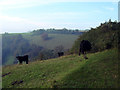 Cattle on Coombe Hill in GL12 7ND