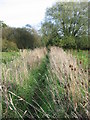 Footpath in the watermeadows in SP6 2AN