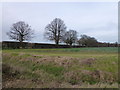 Line of trees south of Woodhouse Farm in PE12 7FG