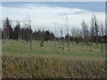 Young tree plantation near Fen Farm in PE12 8PD