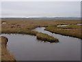 Tidal gullies in the Burton Marsh in CH64 0TG
