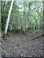 Woodland footpath in Chase Woods in SP5 5QF