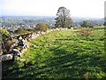 Old field wall, specimen tree and distant view of Cheshire in LL12 9DH