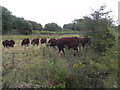 Cattle by the Medway in Barming