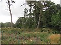 Woodland above Saplin Den in AB53 4NQ