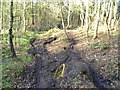 Forest path in NG18 4TJ