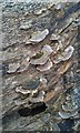 Fungus on a log, Coupar Angus in PH13 9ER