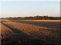 Stubble, Gammon's Farm in SP11 9EY
