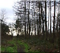Muddy Path through Plantations in YO18 7HT