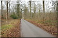 Road through Moss's Copse in GL7 6PP