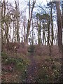 Footpath through Hagg Wood in YO18 7HT