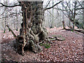 Gnarled ancient tree beside Dead Lane, East Bergholt in CO7 6QN