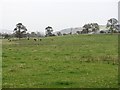 Grazing land beside the Kelvin in G66 3NX