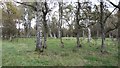 Birch woods, Forest Muir in DD8 3TP