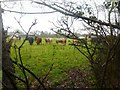 Efford, cattle grazing in SO41 8DA