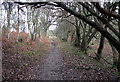 Bentley Lane through Old Hall Wood, Belstead in Belstead