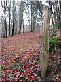 Old gatepost with footpath markers in Old Hall Wood, Belstead in Belstead