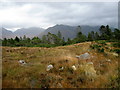Coille Badan Mhugaidh, near Torridon in IV54 8XP