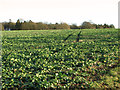 New rapeseed oil crop, East Raynham in NR21 7EH