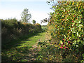Footpath past a berried hedge in CV35 8PP