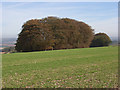 Clump below Down Barn in Tidcombe and Fosbury