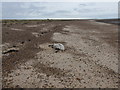 Beach at Colne Point Nature Reserve in CO16 8EX