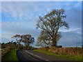 Winter tree on the Crick Road near Shirenewton in NP16 6LS