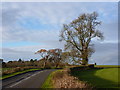 Another view of a winter tree on the Crick Road near Shirenewton in NP16 6LS