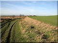 Barston Drove: the edge of the fen in CB25 0HZ