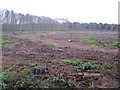 Felled section of Stapleford Wood in NG24 2QZ