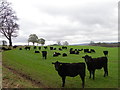 Cattle, West Banchory in PH13 9HG