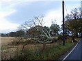 Fallen tree near Meikleour in PH13 9HQ