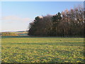 Pastures and woodland east of Fell House in NE44 6BB
