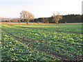 Farmland and woodland west of Unthank in DH8 9LR