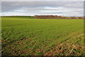 Arable land near Peterstow in HR9 6QN