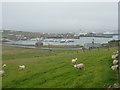 Symbister: sheep above the harbour in ZE2 9AB