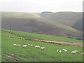 Sheep grazing above Ogmore Vale in CF32 7DS