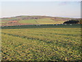 Pastures west of Penn's Hill in NE44 6BB