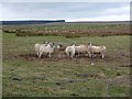 Sheep feeder near Gallows Hill Farm in Rothley