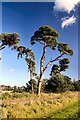 Breckland pine in IP28 6PY