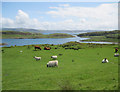 Pastoral scene on Luing in PA34 4UB