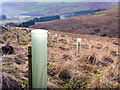 New forestry plantings on Kocklaw Knowe in DG10 9LT