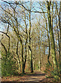 Browns Lane - tall bare trees in HP23 6PE