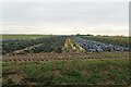 Coloured Cabbages off Hipper Lane in Wigtoft