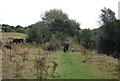 Cattle on the Medway Valley Walk in Barming