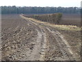 Track to Southern's Plantation near Hillington, Norfolk in PE31 6DH