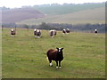 Sheep, Coombe Bissett Nature Reserve in SP5 4NS